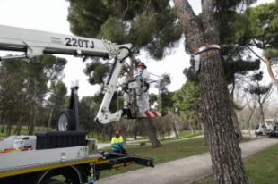 El Ayuntamiento finaliza los trabajos de control y reducción de la oruga procesionaria