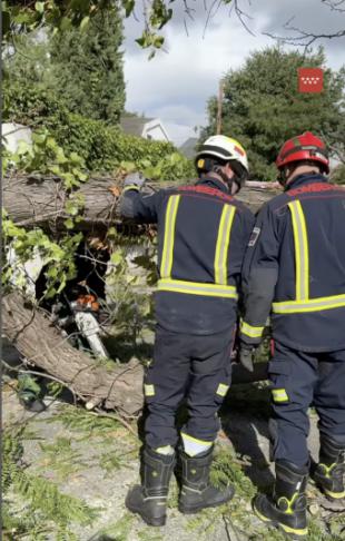 El viento tira un árbol en Pozuelo de Alarcón y cae sobre varios vehículos 