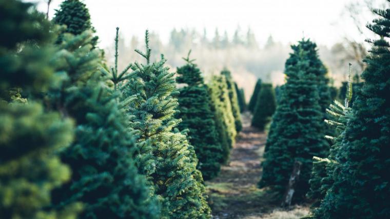 Un final sostenible para los árboles de navidad