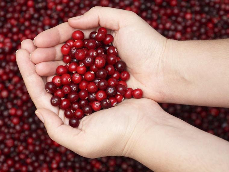 Arándano rojo, el fruto que te ayuda a prevenir infecciones de orina