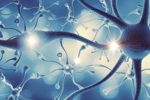 Investigadores convierten células gliales humanas en neuronas para reparar el sistema nervioso