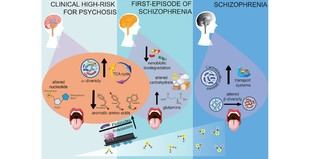 Investigaciones destacan la conexión entre microbiota intestinal y salud mental en nuevos estudios