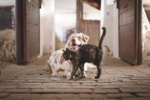 Pozuelo de Alarcón organiza una jornada para concienciar sobre la tenencia responsable de mascotas