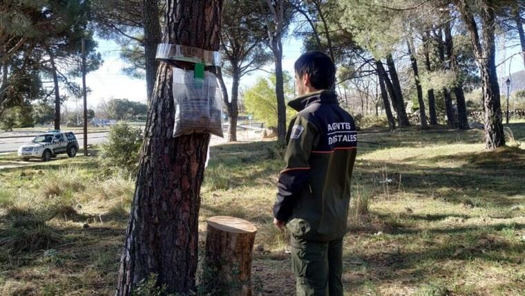 Control de oruga procesionaria en 65.000 hectáreas en Madrid