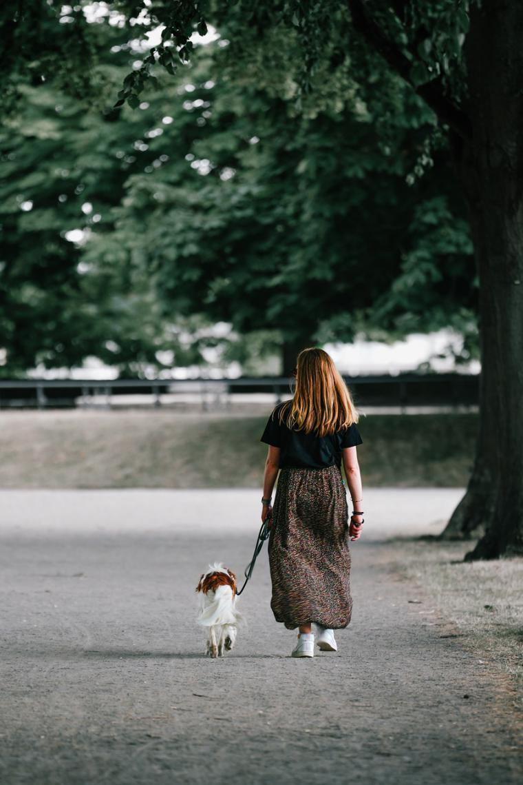 Paseadores de perros, la profesión en auge durante los meses de verano