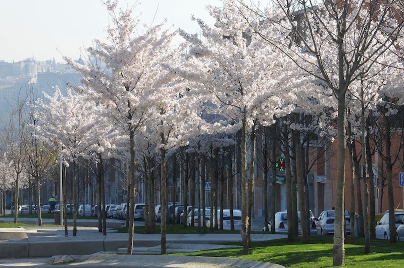 Madrid, una de las ciudades del mundo con más árboles de alineación | En  Pozuelo